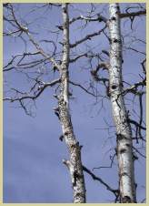 [Photograph]: Dead aspen trees in northern Arizona