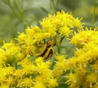 spider, an insect carnivore, waiting for pollinators.