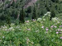 sticky geranium and fern-leaf lovage in a tall forb park in the Swift Creek Research Natural Area.