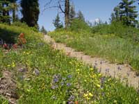 wildflowers along Mores Mountain Trail.