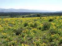 Arrowleaf Balsamroot and wildflowers.