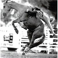 Bareback bronc riding at the Buffalo Bill Rodeo