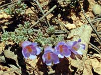 Painted penstemon.