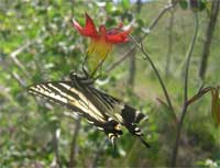 Western columbine and swallowtail butterfly.