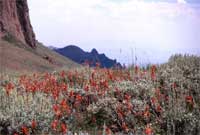 Wyoming paintbrush.