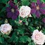 Rose Dawn and Dusk Collection. Rose Plants. Rose Dawn and Dusk Plant. Rose Collection.