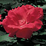 Rose Knock Out. Rose Plants. Rose Knock Out Plant. Rose Collection.