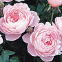 Rose Queen of Sweden. Rose Plants. Rose Queen of Sweden Plant. Rose Collection.