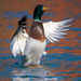 Photo of a Mallard Drake