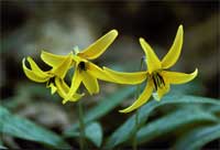 dogtooth violet.