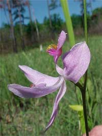 Pale Grass-pink Orchid.