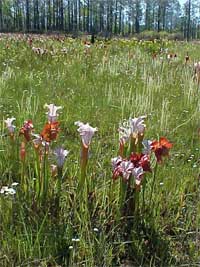 Parker Springs Bog.