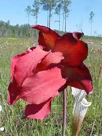 white-topped Pitcher Plant.