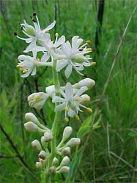 Coastal False Asphodel.