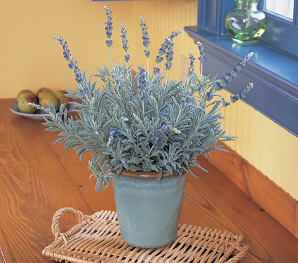 Lavender Flowers, Lavender Plants, Dried Lavender Gifts.