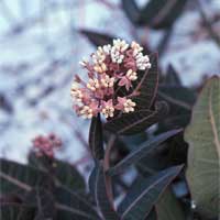 Sandhill milkweed.