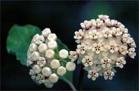 White Milkweed.