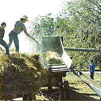 Old-fashioned rice threshing, 1980 Rice Festival