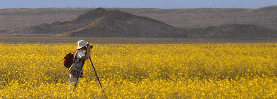 Photographer in field of wildflowers.