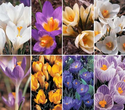 Crocus, Crocus Bulbs, Crocus Flowering Bulbs And Crocus Flowering Plants. 