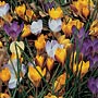 Vernus Mix Crocus. 