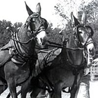 Lightweight team mule pulling contest, September 1994