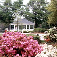 Dogwoods and azaleas in bloom on town commons for 1999 Festival