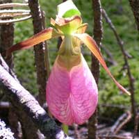 the moccasin flower.