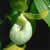 Cypripedium californicum