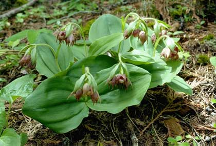 Cypripedium fasciculatum in its habitat.