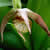 Cypripedium fasciculatum