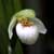 Cypripedium passerinum