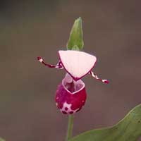 the spotted lady's slipper.