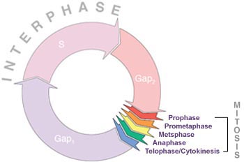 A typical animal cell cycle lasts roughly 24 hours, but depending on the type of cell, it can vary in length from less than 8 hours to more than a year. Most of the variability occurs in G<sub>1</sub>.