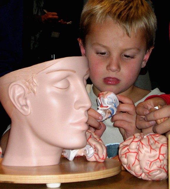 A youngster holds part of the brain stem from a model of the human brain at the Bradbury Science Museum.