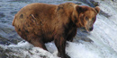 Bear at Brooks Falls