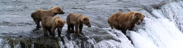 Sow with three cubs fishing on top of Brooks River Falls