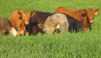 cows graze on the farm of Dan Specht, a beef and pork producer in McGregor, Iowa, who was one of 16 participants in the CLA study