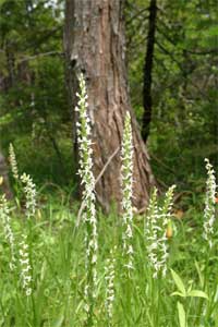 View of White-flowered bog orchid.