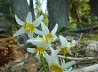 Erythronium purpurascens