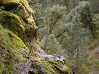 Squaw Valley Creek trail.