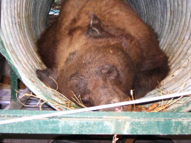 A black bear estimated to weigh about 300 pounds was sedated in a culvert trap. The bear was found last year in the canyon behind Sombrillo Nursing and Rehabilitation Center.