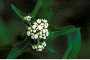 View a larger version of this image and Profile page for Parthenium integrifolium L.