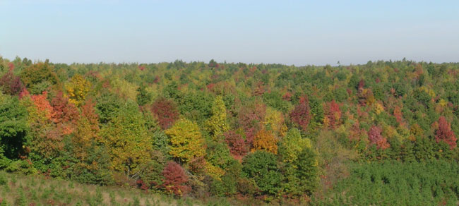 hillside of fall color