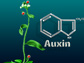 Illustration of a plant and Auxin
