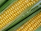 In 2005, NSF, DOE, and USDA funded the sequencing of the corn genome.