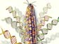 NSF, USDA and DOE award $32 million to sequence corn genome.