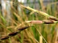 Biologists will investigate the red rice genome to discover whether it was an introduced plant.