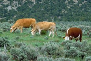 Grazing on public lands