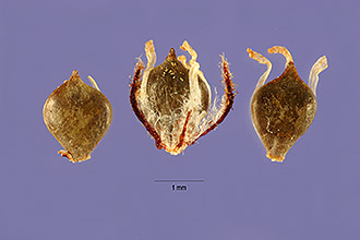Photo of Schoenoplectus californicus (C.A. Mey.) Palla